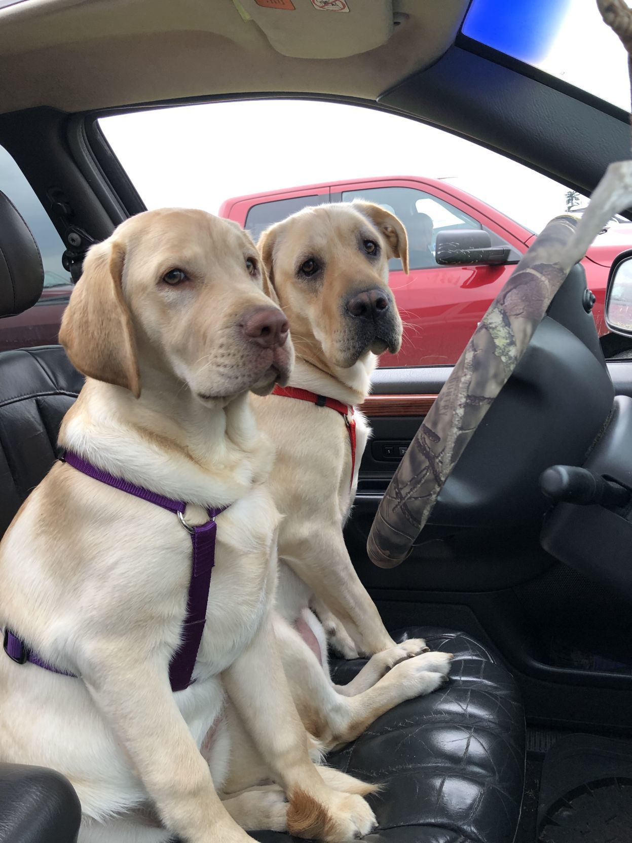 Lily & Piper